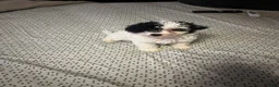 Toy Poodle dogs for sale: Baby Chloe - Ad 3