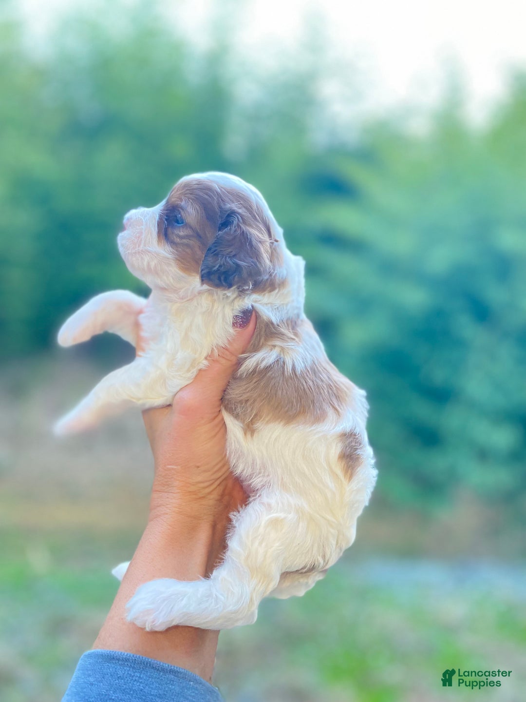 Cavapoo dogs for sale: Cavapoo Puppy 1 - Ad 15