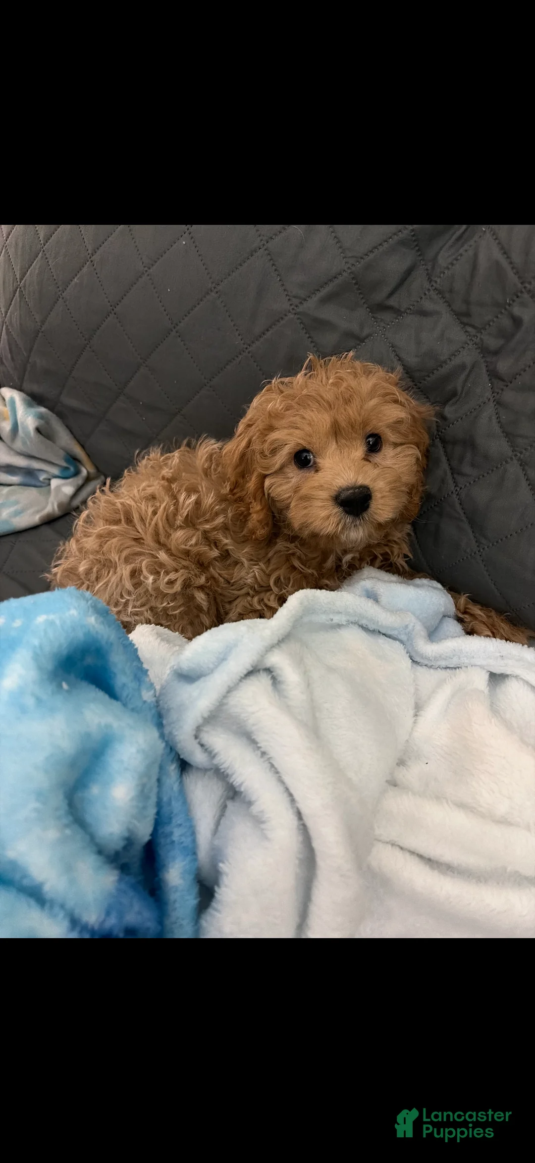 Cavapoo dogs for sale: Cavapoo Puppy 1 - Ad 2