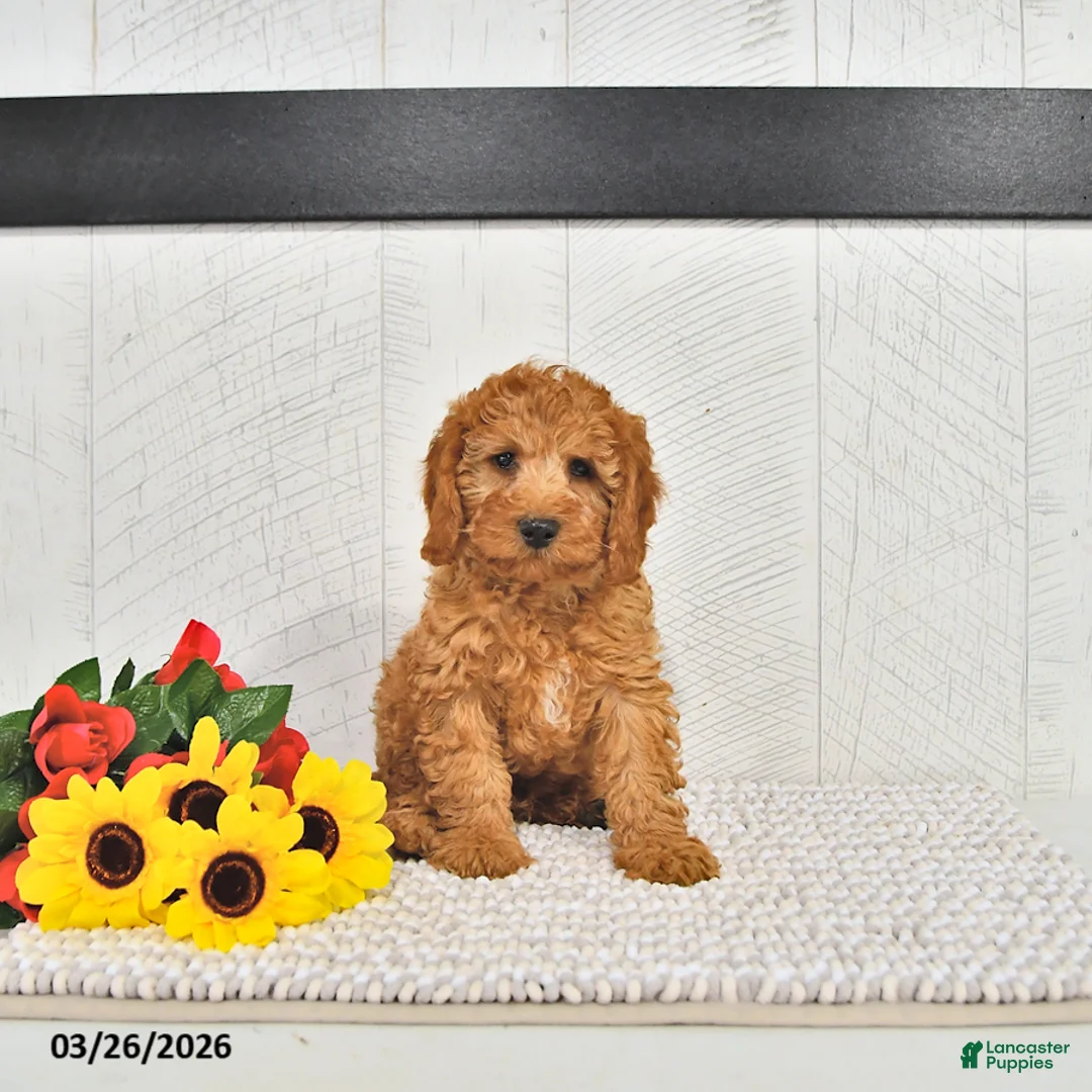 Mini Goldendoodle dogs for sale: Xavier - Ad 1