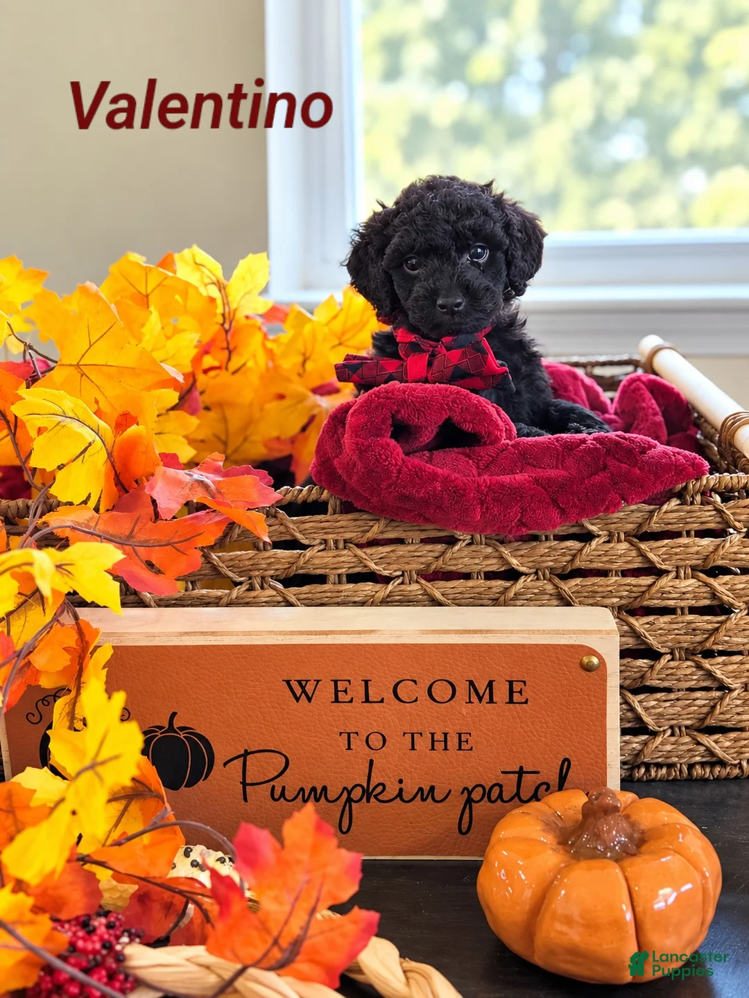 Mini Goldendoodle dogs for sale: Valentino  - Ad 2