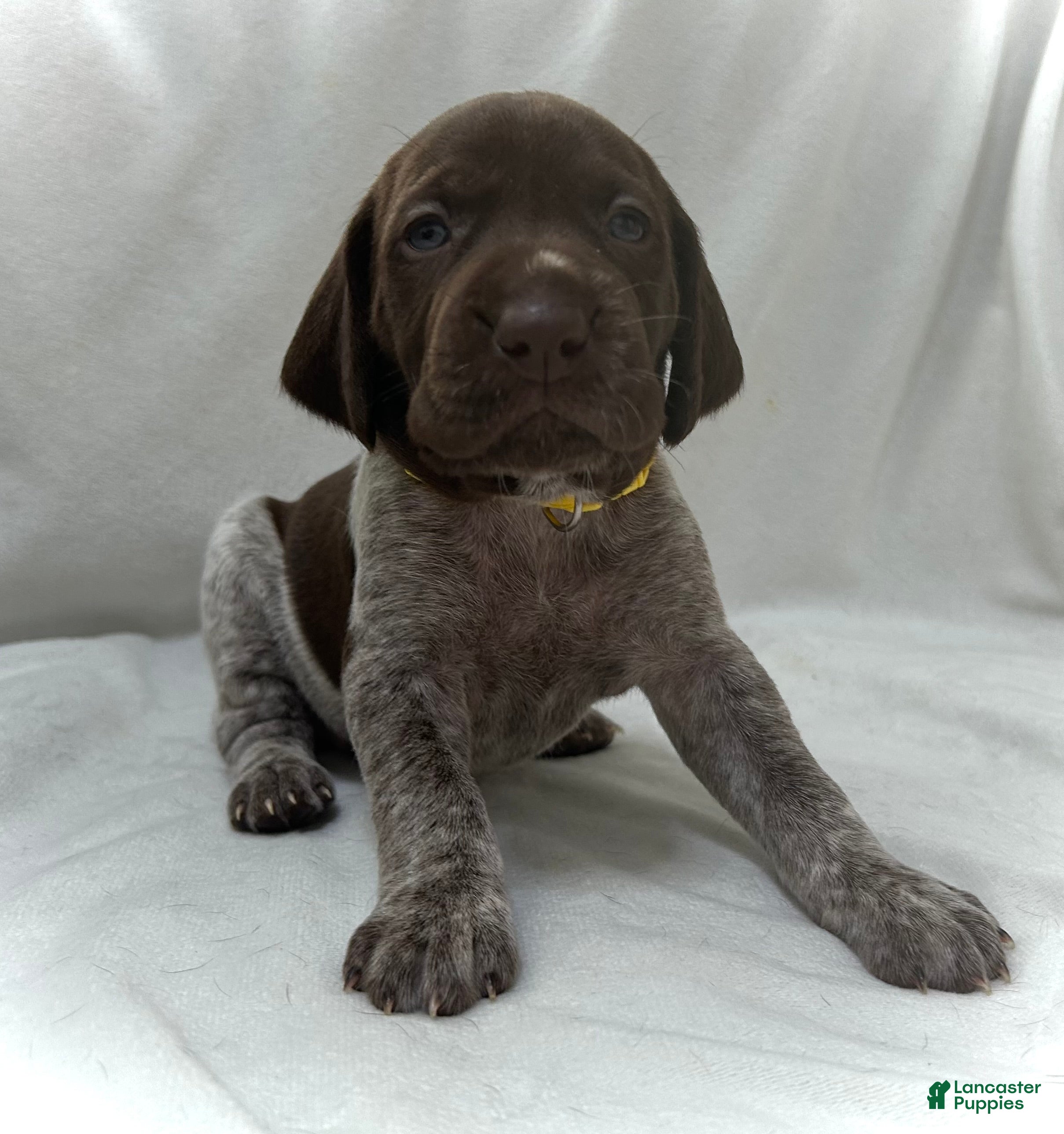 German Shorthaired Pointer dogs Angel - Ad 33