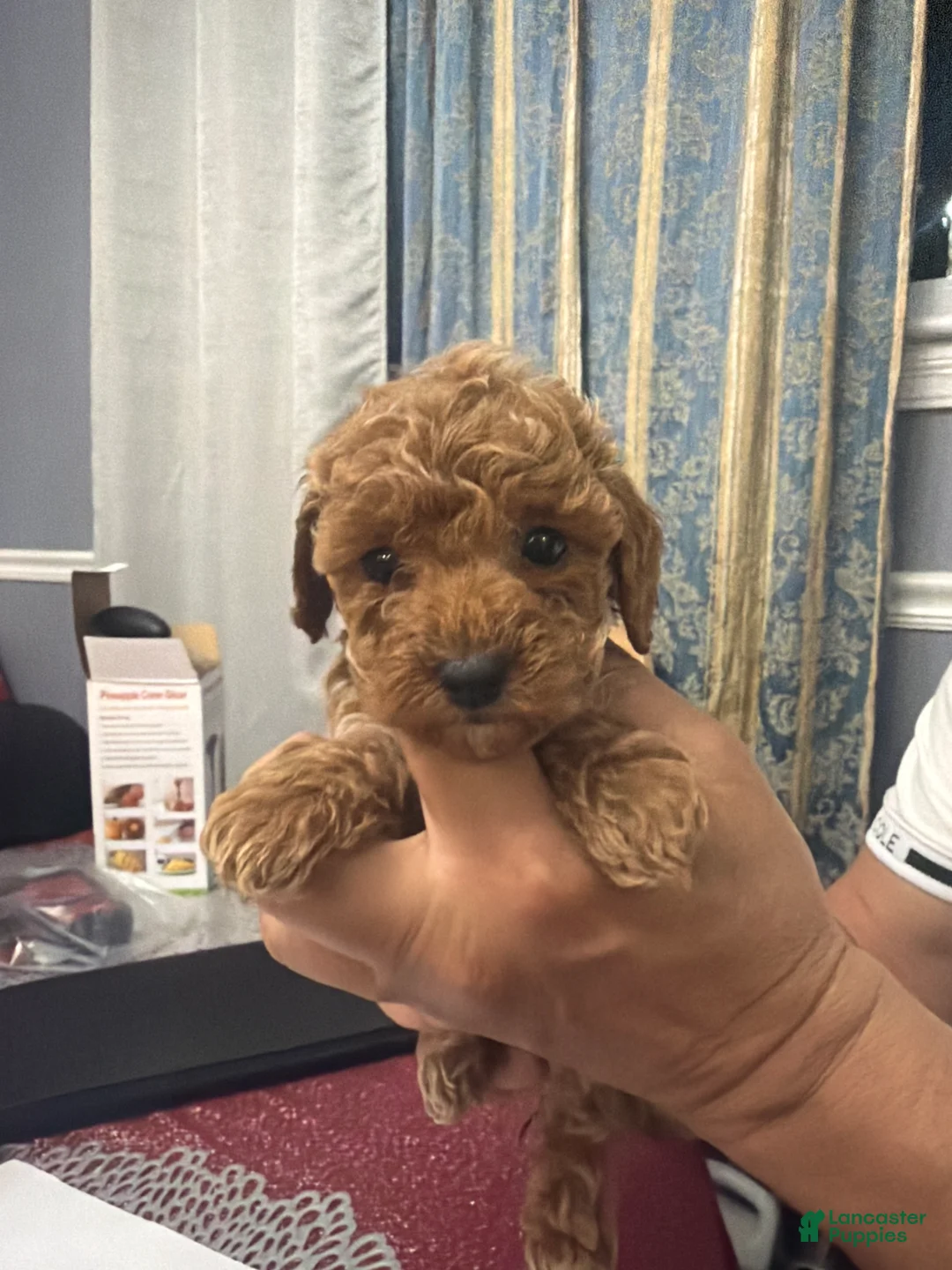 Miniature Poodle dogs for sale: Tati - Ad 1