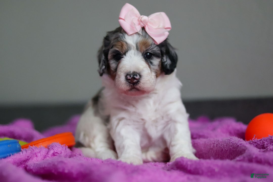 Mini Bernedoodle dogs for sale: Jasmine - Ad 4