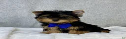 Yorkshire Terrier dogs for sale: Dakota - Ad 5
