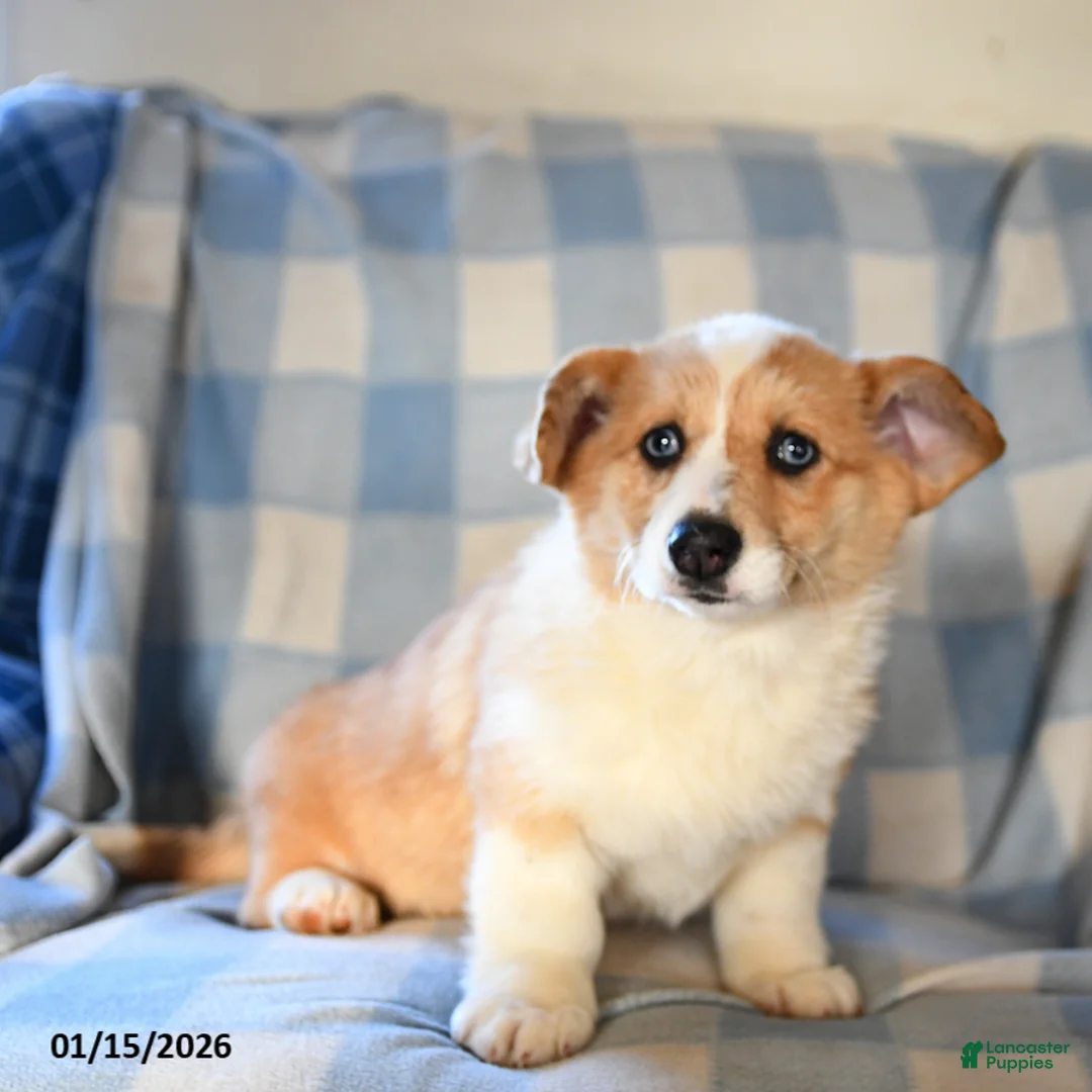 Welsh Corgi Pembroke dogs for sale: Mia  - Ad 2