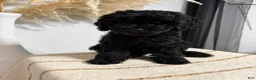 Mini Goldendoodle dogs for sale: Black Girl 1 - Ad 5