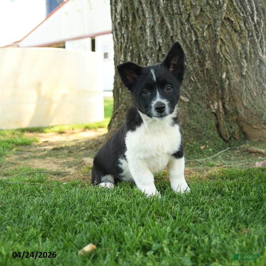Mixed Breed dogs Oreo - Ad 1