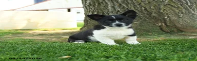 Oreo