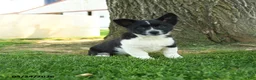 Mixed Breed dogs for sale: Oreo - Ad 1