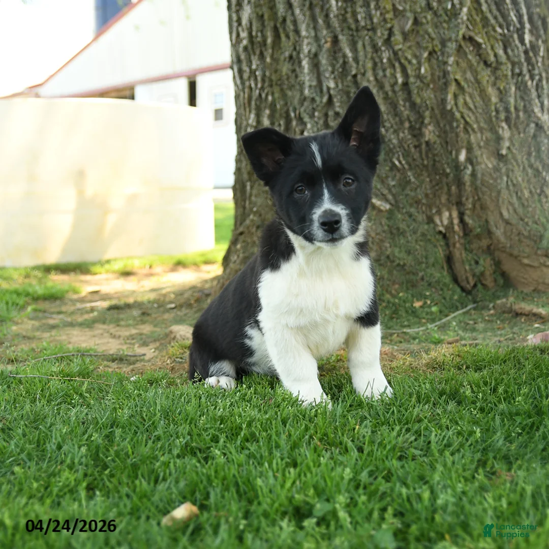 Mixed Breed dogs for sale: Oreo - Ad 1