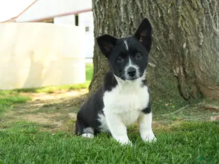 Mixed Breed dogs for sale: Oreo - Ad 4