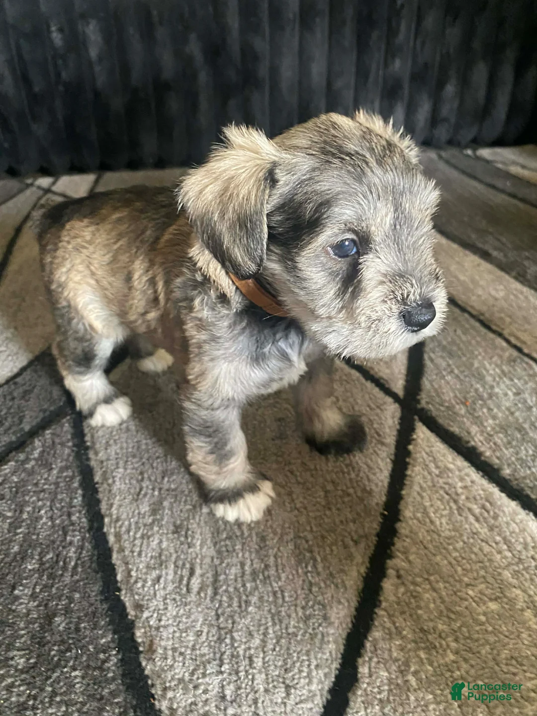 Miniature Schnauzer dogs for sale: Miniature Schnauzer Puppy 2 - Ad 13