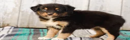 Australian Shepherd dogs for sale: Kimber - Ad 6