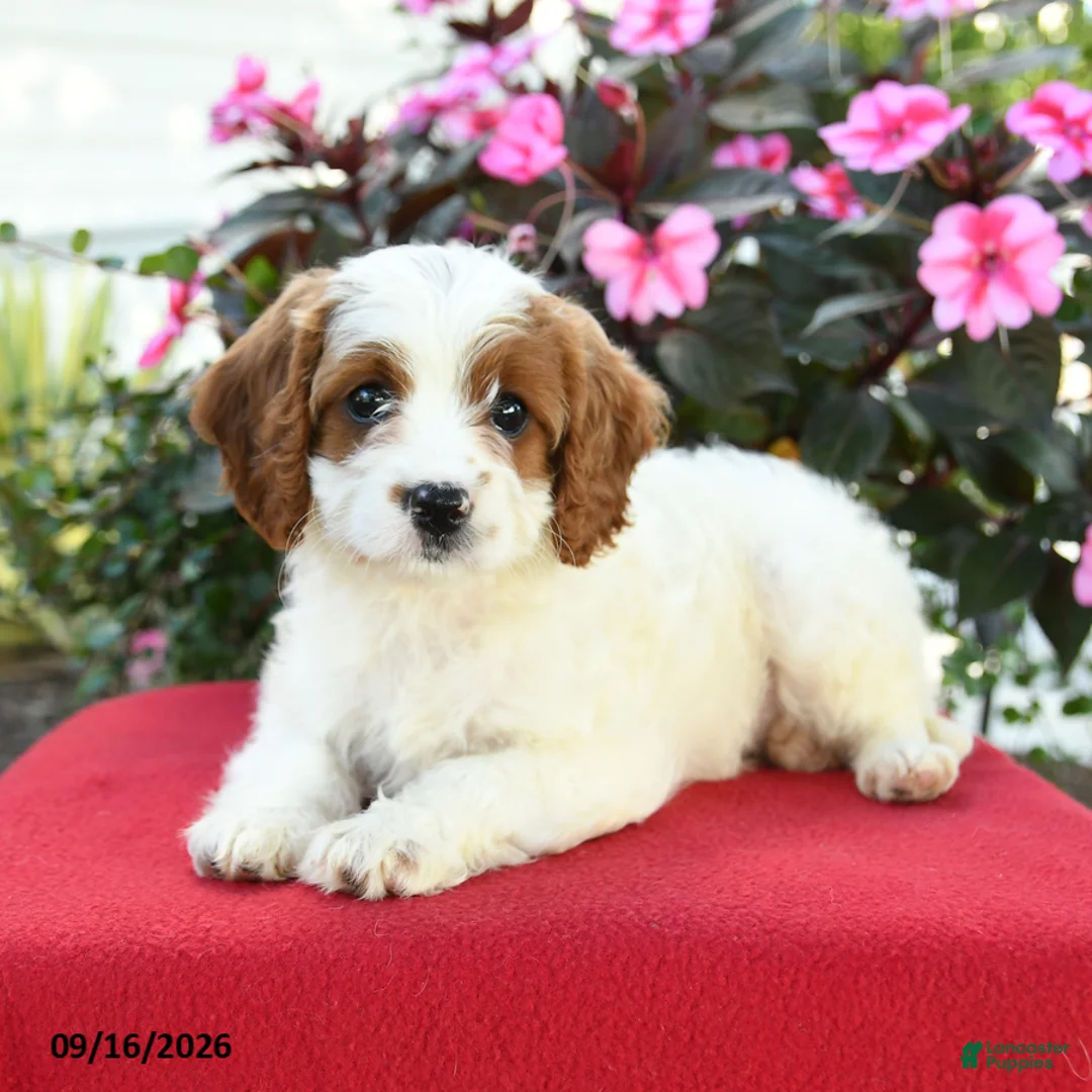 Cavapoo dogs for sale: Meg - Ad 1