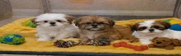 Shih Tzu dogs for sale: Shih Tzu Puppy 2 - Ad 2