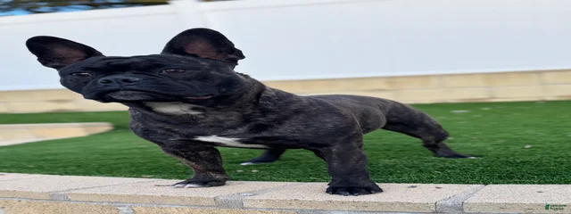Chewy