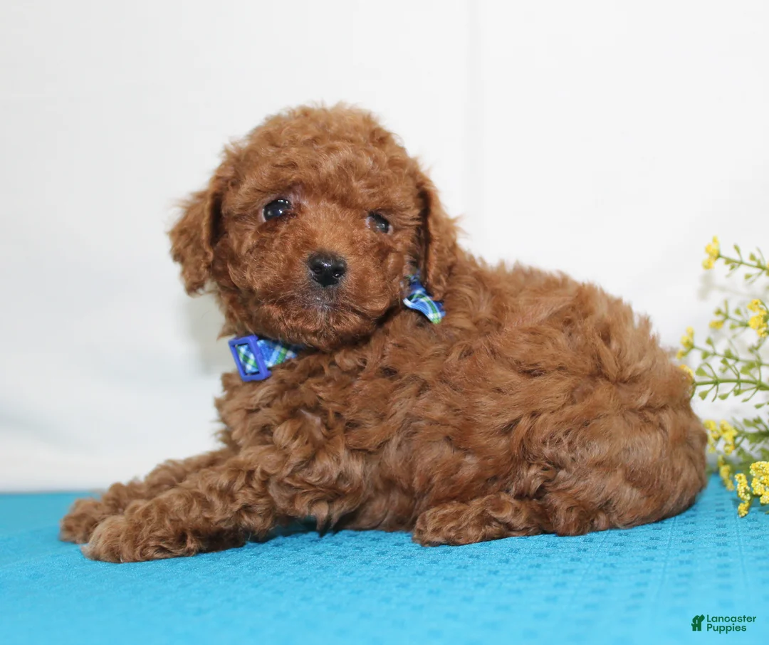 Toy Poodle dogs for sale: Teeny Tiny Milo, Full AKC - Ad 5