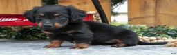 Miniature Dachshund dogs for sale: Minka - Ad 3