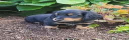 Miniature Dachshund dogs for sale: Vivian  - Ad 19