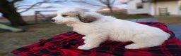 Great Pyrenees dogs for sale: Great Pyrenees Puppy 2 Malone - Ad 3