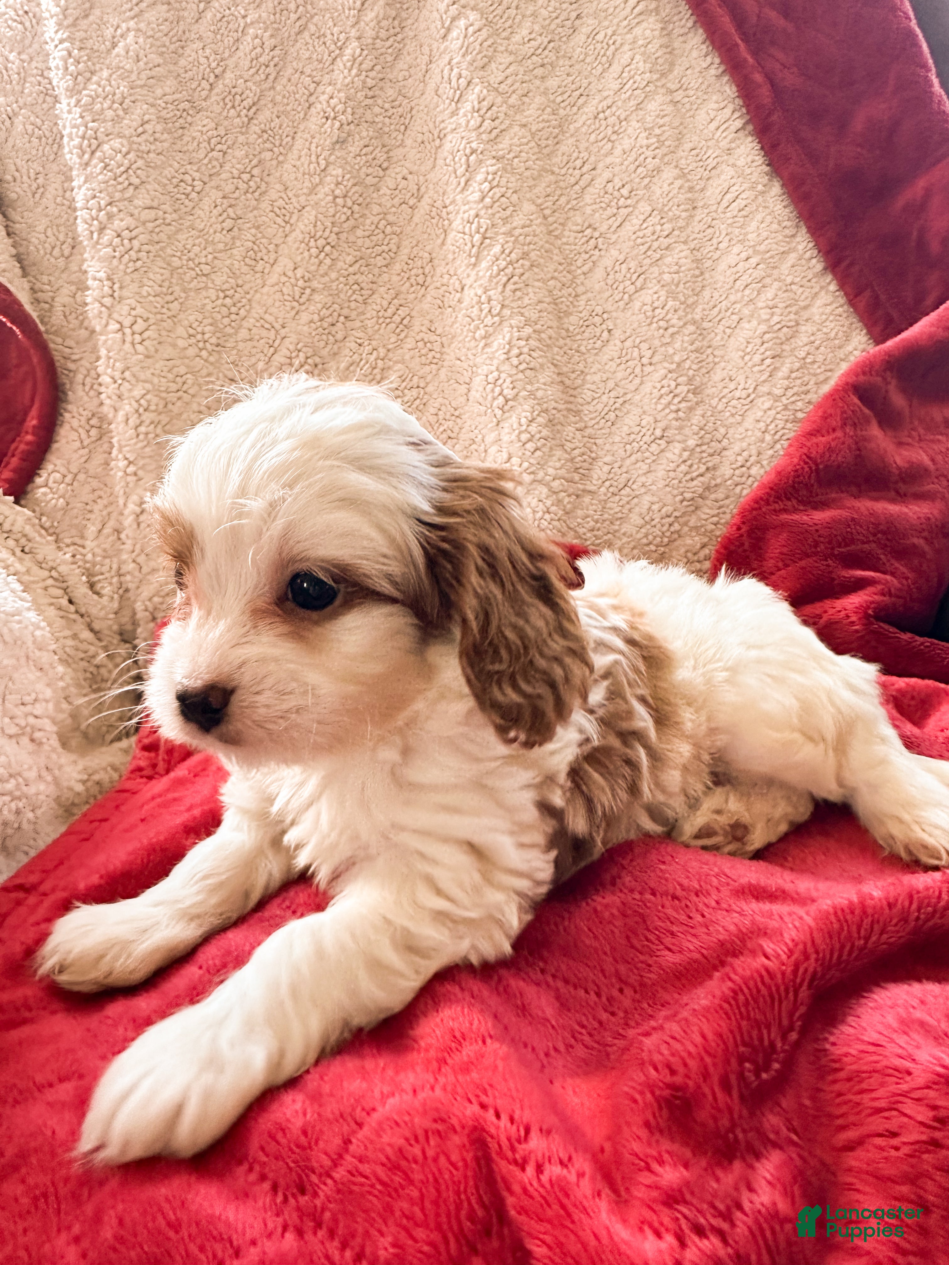 Cavapoo dogs Georgie - Ad 10