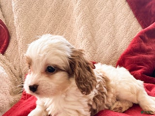 Cavapoo dogs Georgie - Ad 13