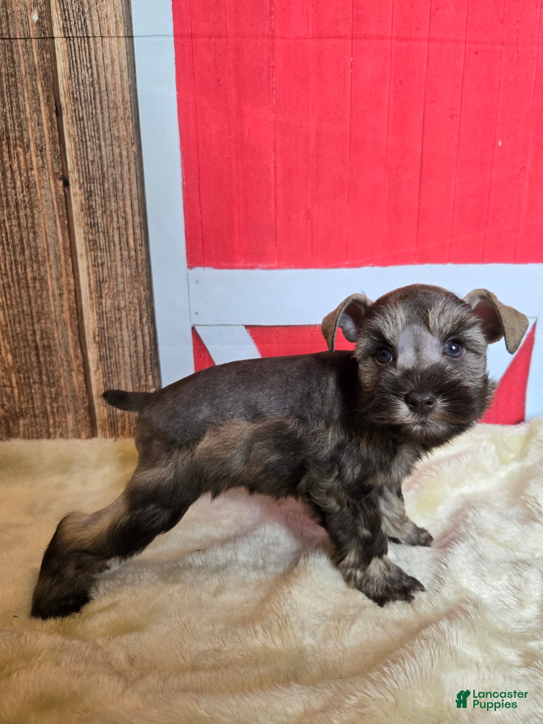Miniature Schnauzer dogs for sale: Celia - Ad 5
