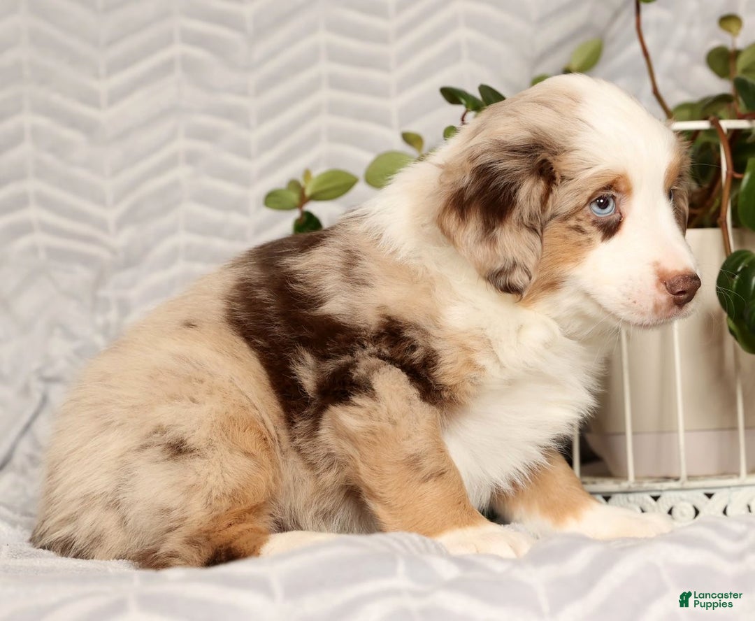 Miniature Australian Shepherd dogs for sale: Jake - Ad 5