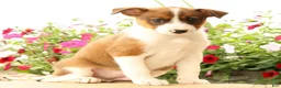 Miniature Australian Shepherd dogs for sale: Boss - Ad 6