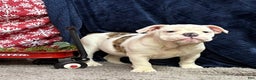 English Bulldog dogs for sale: Nadia - Ad 6