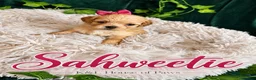 Maltipoo dogs for sale: Sahweetie - Ad 1