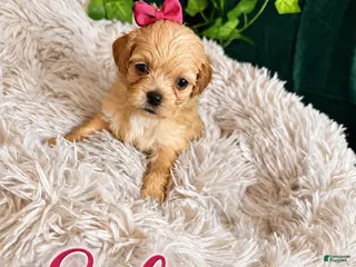 Maltipoo dogs Sahweetie - Ad 32