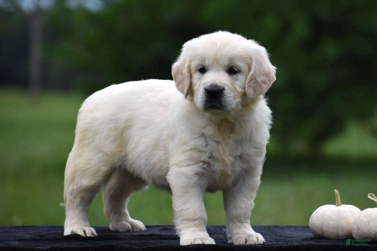 Golden Retriever dogs Diana - Ad 1
