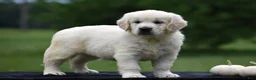 Golden Retriever dogs for sale: Diana - Ad 1