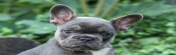 French Bulldog dogs for sale:  Francie💕 - Ad 5