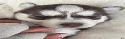 Siberian Husky dogs for sale: Ginger - Ad 7