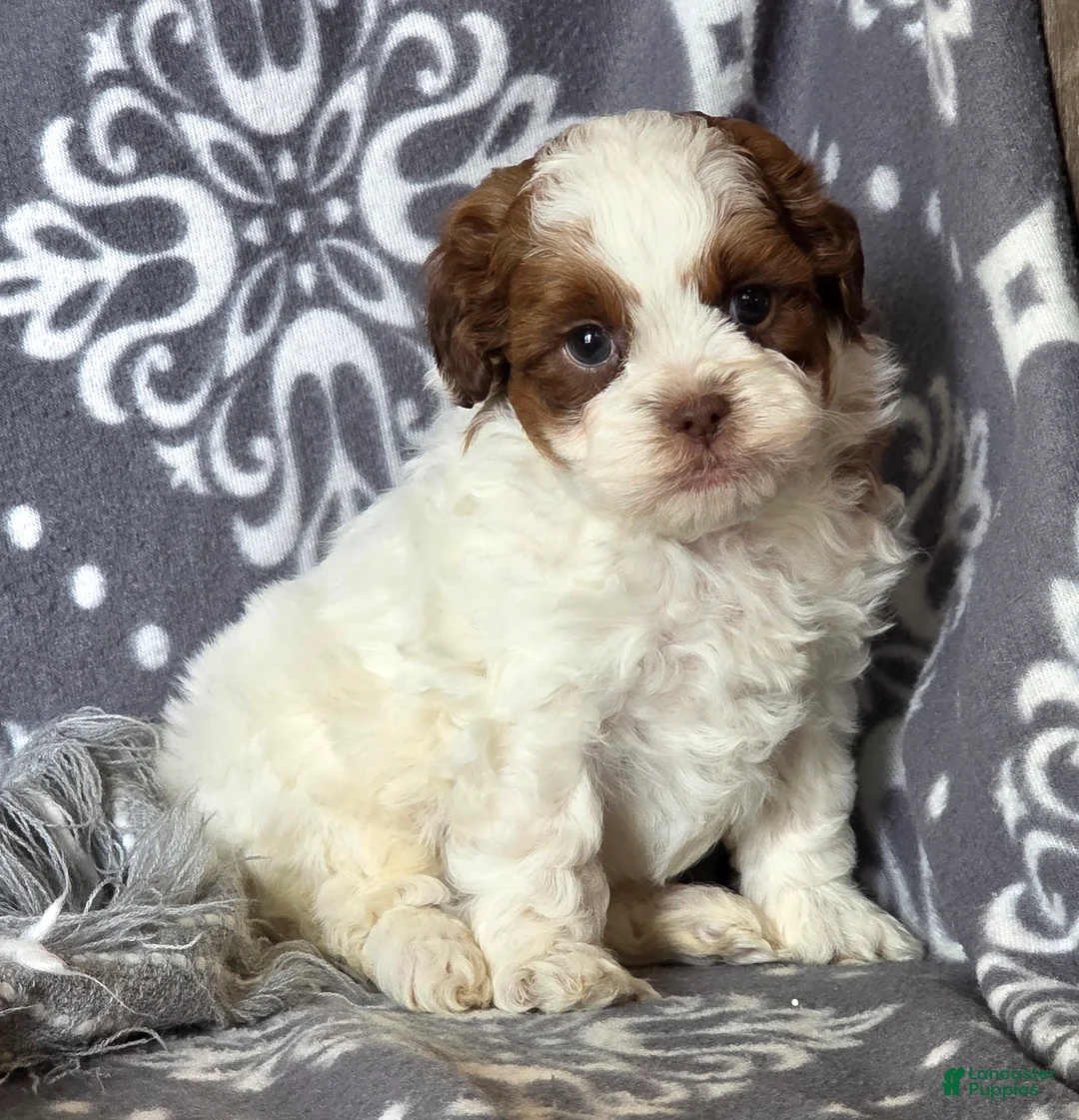 Shihpoo dogs for sale: Billy - Ad 1