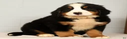 Bernese Mountain Dog dogs for sale: Roxie - Ad 6