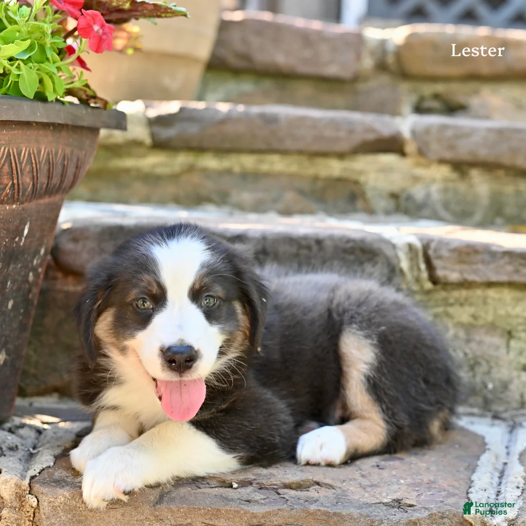 Australian Shepherd dogs for sale: Lester - Ad 5