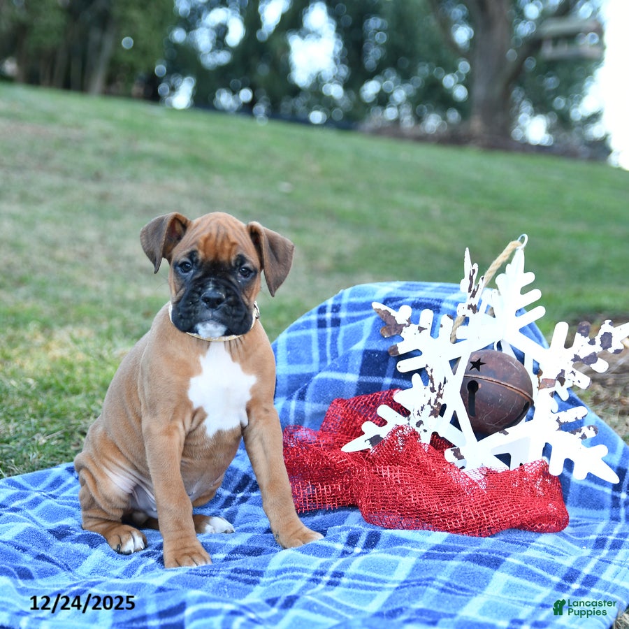 Boxer dogs Kringle - Ad 23
