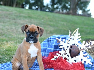Boxer dogs Kringle - Ad 11