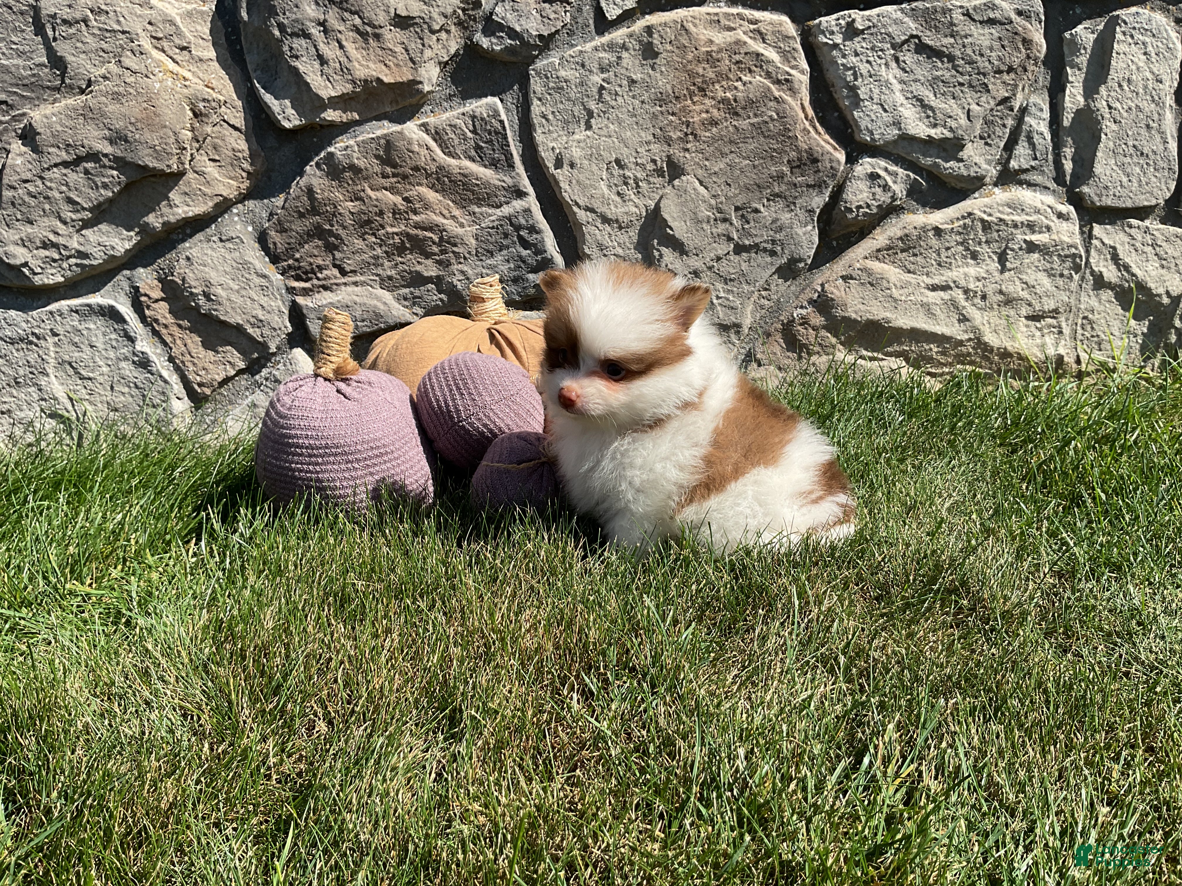 Pomeranian dogs Ryder - Ad 2