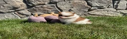 Pomeranian dogs for sale: Ryder - Ad 2