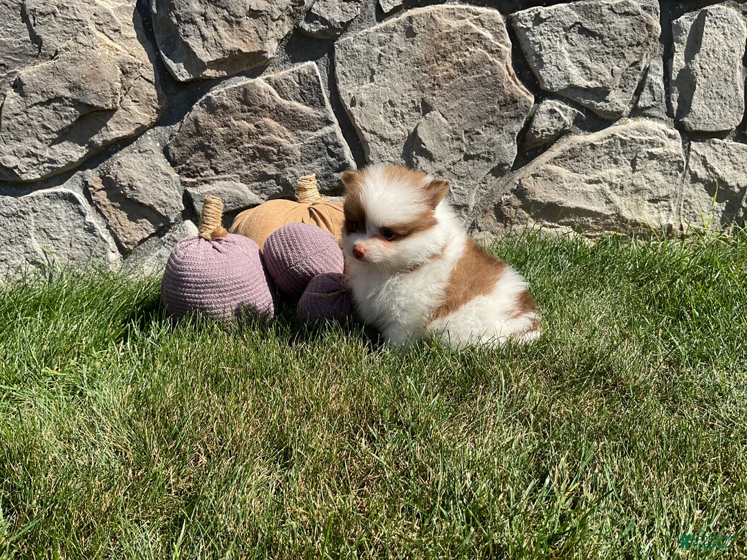 Pomeranian dogs for sale: Ryder - Ad 2