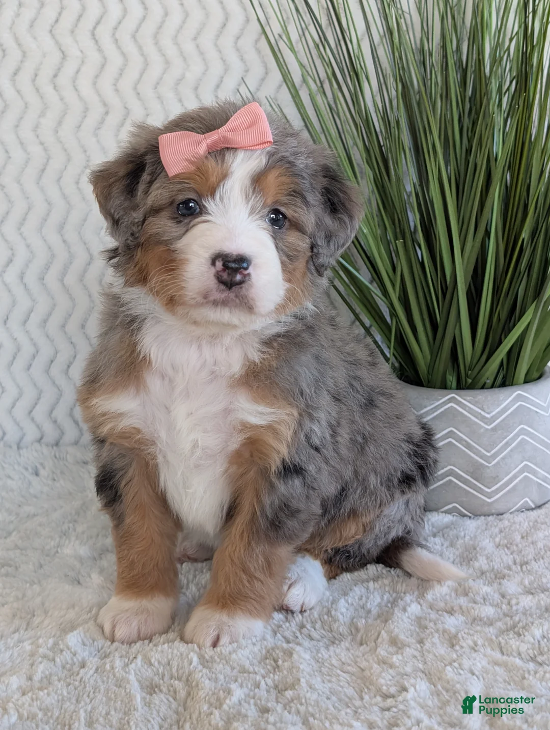 Mini Bernedoodle dogs for sale: Mini Indy  - Ad 3