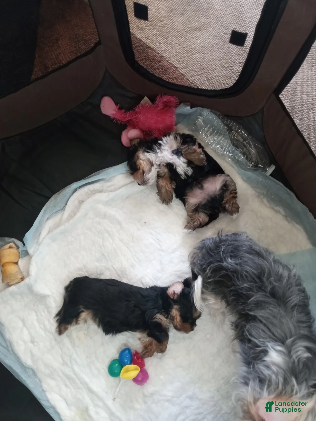 Yorkshire Terrier dogs for sale: Yorkshire Terrier Female Puppy  - Ad 10
