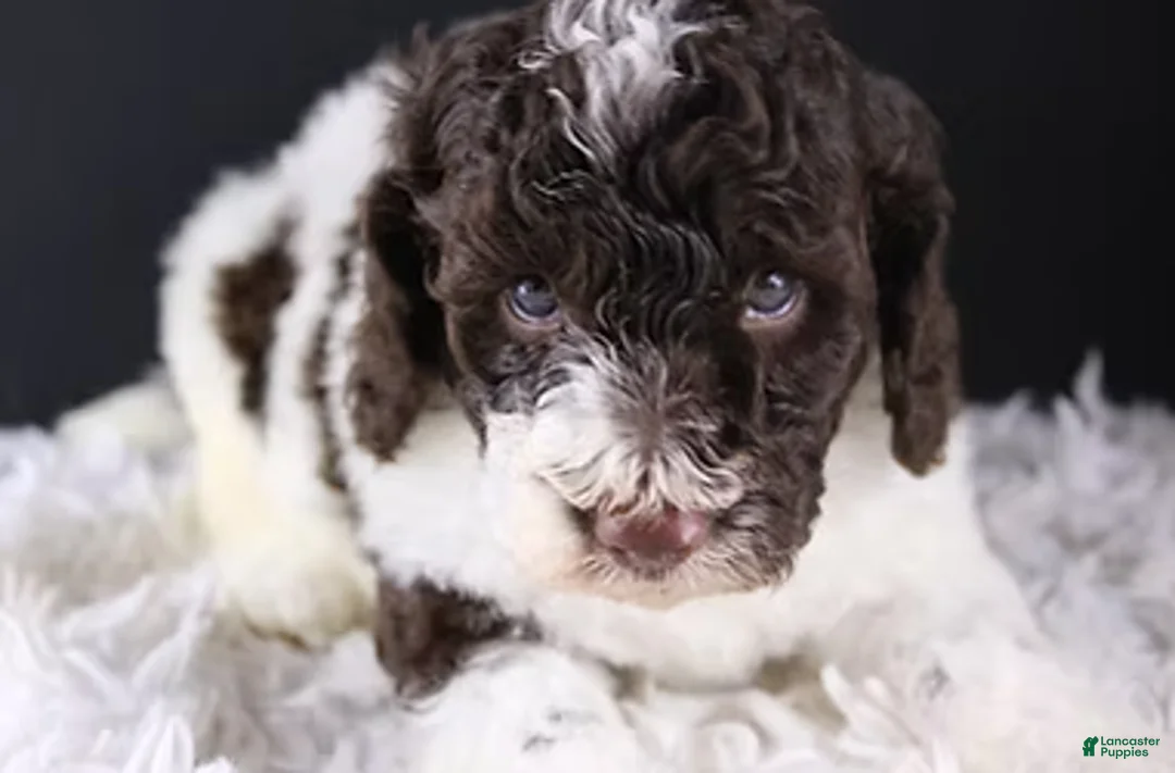 Standard Poodle dogs for sale: Lincoln - Ad 4