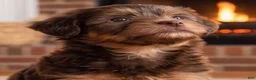 Yorkshire Terrier dogs for sale: Toby - Ad 6