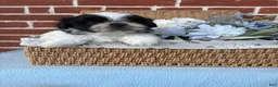 Shih Tzu dogs for sale: Winston  - Ad 7